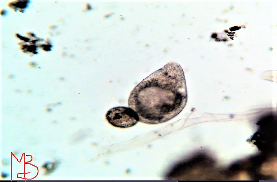 Paramecium caudato 